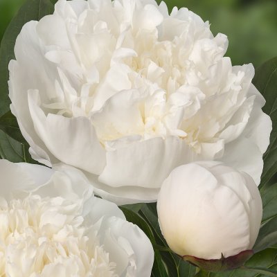 Paeonia lactiflora Immaculee