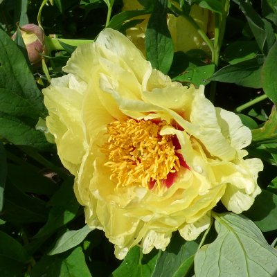 Paeonia itoh hybr. Garden Treasure, Itoh Pion, barrot 3/5 ögon