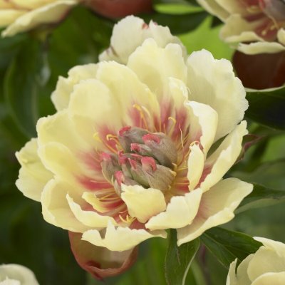 Paeonia itoh hybr. Border Charm