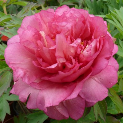 Paeonia itoh hybr. Hillary, Itoh Pion, C3