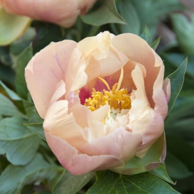 Paeonia itoh hybr. Prairie Charm