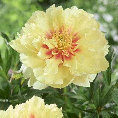 Paeonia itoh hybr. Viking Full Moon
