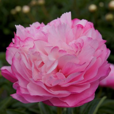 Paeonia lactiflora Joker, Luktpion, C3