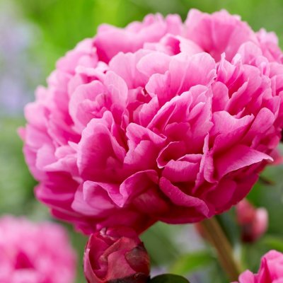 Paeonia lactiflora Kansas, Luktpion, C3