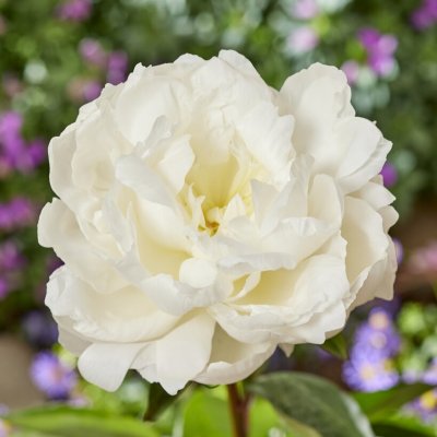 Paeonia lactiflora Amalia Olson