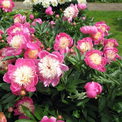 Paeonia lactiflora Bowl of Beauty, Japansk Luktpion, barrot 3/5 ögon
