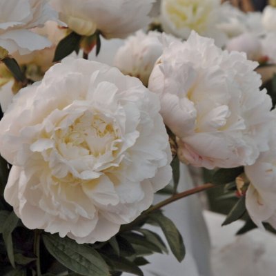 Paeonia lactiflora Henry Sass