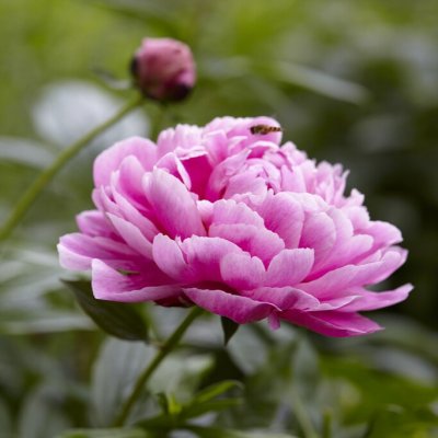 Paeonia lactiflora Jadwiga
