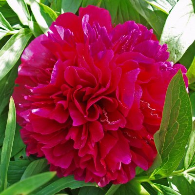 Paeonia lactiflora Karl Rosenfield, Luktpion