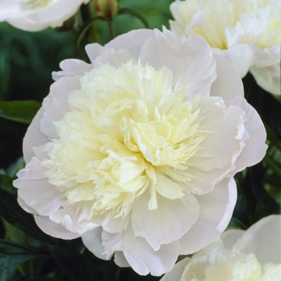 Paeonia lactiflora Liselot