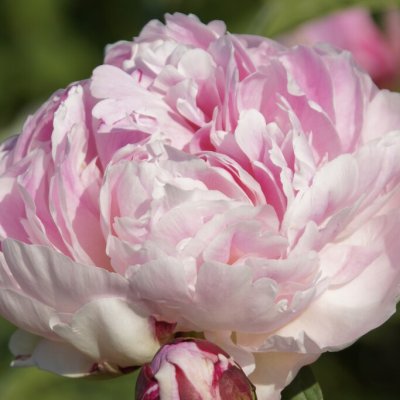 Paeonia lactiflora Madame Jules Dessert