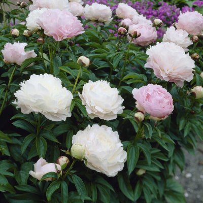 Paeonia lactiflora Moonstone