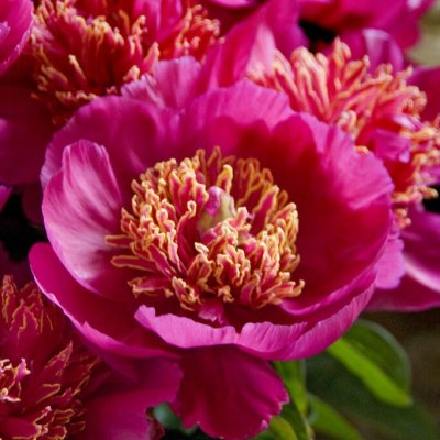 Paeonia lactiflora Neon