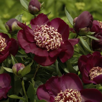 Paeonia lactiflora Nippon Beauty
