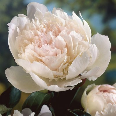 Paeonia lactiflora Noemie Demay (Pecher)