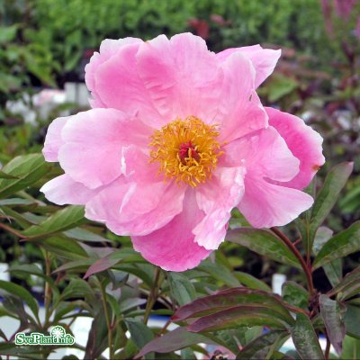 Paeonia lactiflora Nymphe, Luktpion, C2