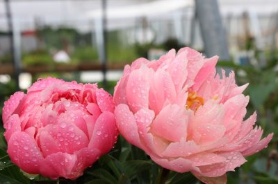 Paeonia hybrid Pink Hawaiian Coral, Pion