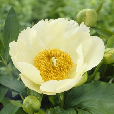 Paeonia lactiflora Prairie Moon