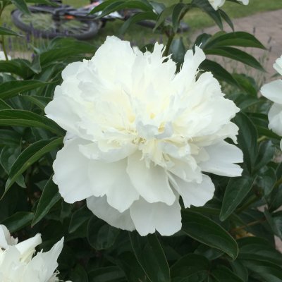 Paeonia lactiflora Shirley Temple, Luktpion, barrot 3/5 ögon