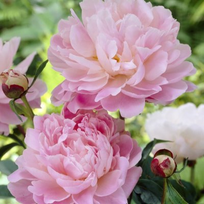 Paeonia lactiflora Susan Brown