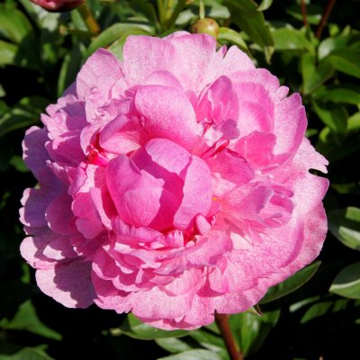 Paeonia lactiflora The Fawn, Luktpion, C3