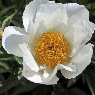 Paeonia lactiflora White Wings