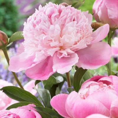Paeonia lactiflora Lady Anna, Luktpion, C3