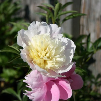 Paeonia lactiflora Laura Dessert, Luktpion, SQ2