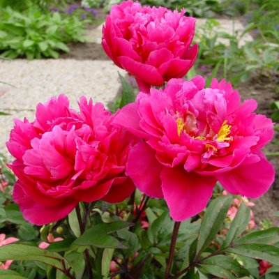 Paeonia lactiflora Karl Rosenfield, Luktpion