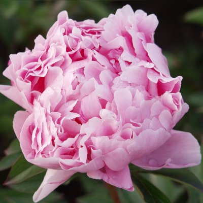 Pion Luktpion Sarah Bernhardt 15+ ögon barrot 1st