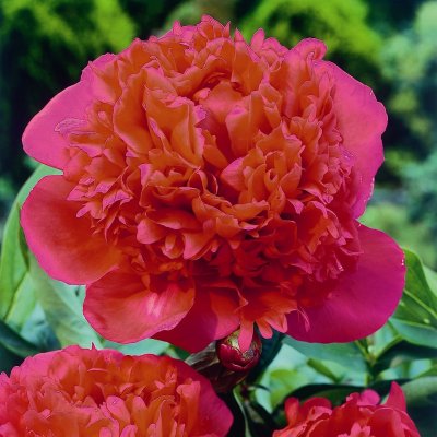 Paeonia lactiflora Inspecteur Lavergne, Luktpion, barrot 3/5 ögon