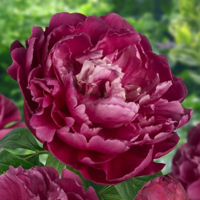 Paeonia lactiflora Louis van Houtte