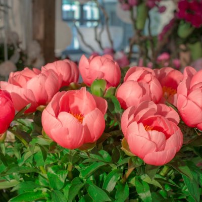 Paeonia hybr. Lovely Rose, Pion, barrot 3/5 ögon