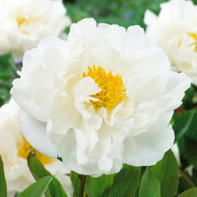 Paeonia lactiflora Miss America, Luktpion, C3