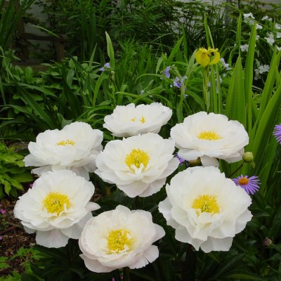 Paeonia lactiflora Miss America, Luktpion, barrot 3/5 ögon