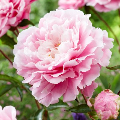 Paeonia lactiflora Morning Kiss, Luktpion, C3