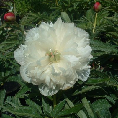 Paeonia x festiva Alba Plena, Bondpion, Bergpion, barrot 2/3 ögon