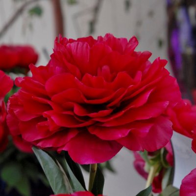 Paeonia hybrid Old Faithful, Pion, C3