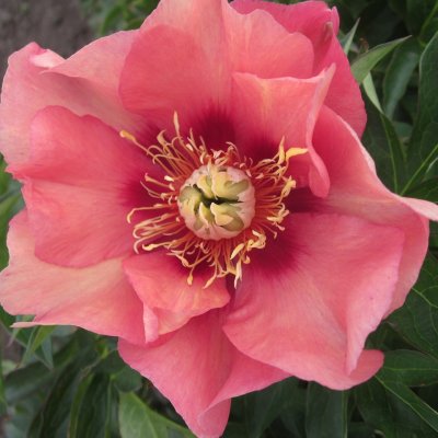 Paeonia itoh hybr. Old Rose Dandy, Itoh Pion, barrot 3/5 ögon