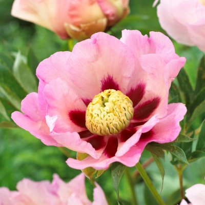 Paeonia itoh hybr. Pastel Splendor, Itoh Pion, C3