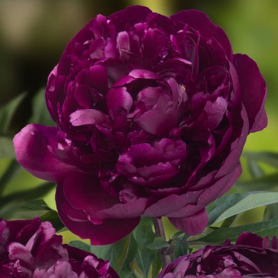 Paeonia lactiflora Peter Brand
