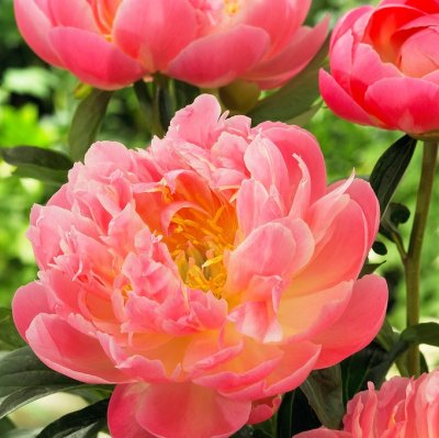 Paeonia Pink Hawaiian Coral, Pion, barrot 3/5 ögon