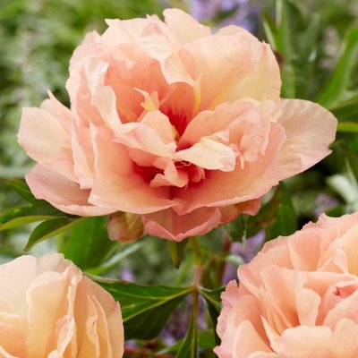 Paeonia itoh hybr. Royal Blush, Itoh Pion, barrot 3/5 ögon