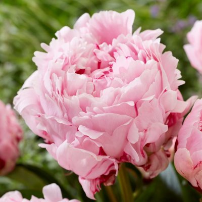 Paeonia lactiflora Sarah Bernhardt, Luktpion