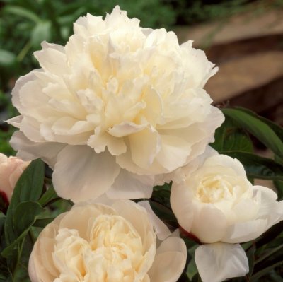 Paeonia lactiflora Shirley Temple, Luktpion, C3