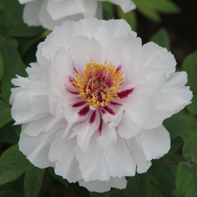 Paeonia suffruticosa Bulls Eye (Yue Gong Zhu Guang)