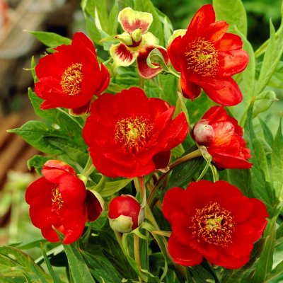 Paeonia suffruticosa Red, Trädpion, P11cm