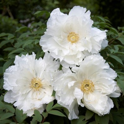 Paeonia suffruticosa White, Trädpion, P11cm