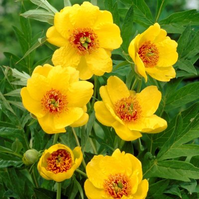 Paeonia suffruticosa Yellow, Trädpion, P11cm