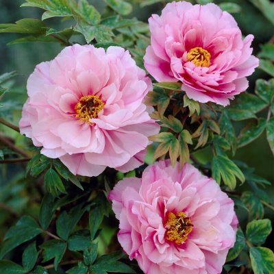 Paeonia suffruticosa Yin Hong Qiao Dui, Buskpion, P11cm